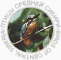 Птицы Средней Сибири